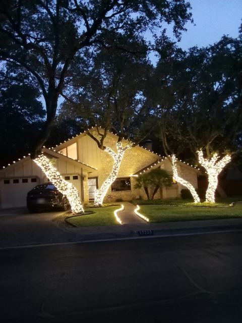 Oak trees wrapped in warm white lights